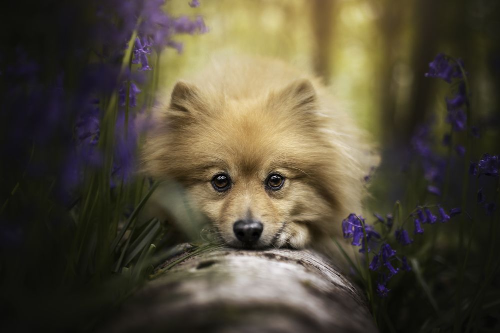 Photograph by Deise de Oliveira