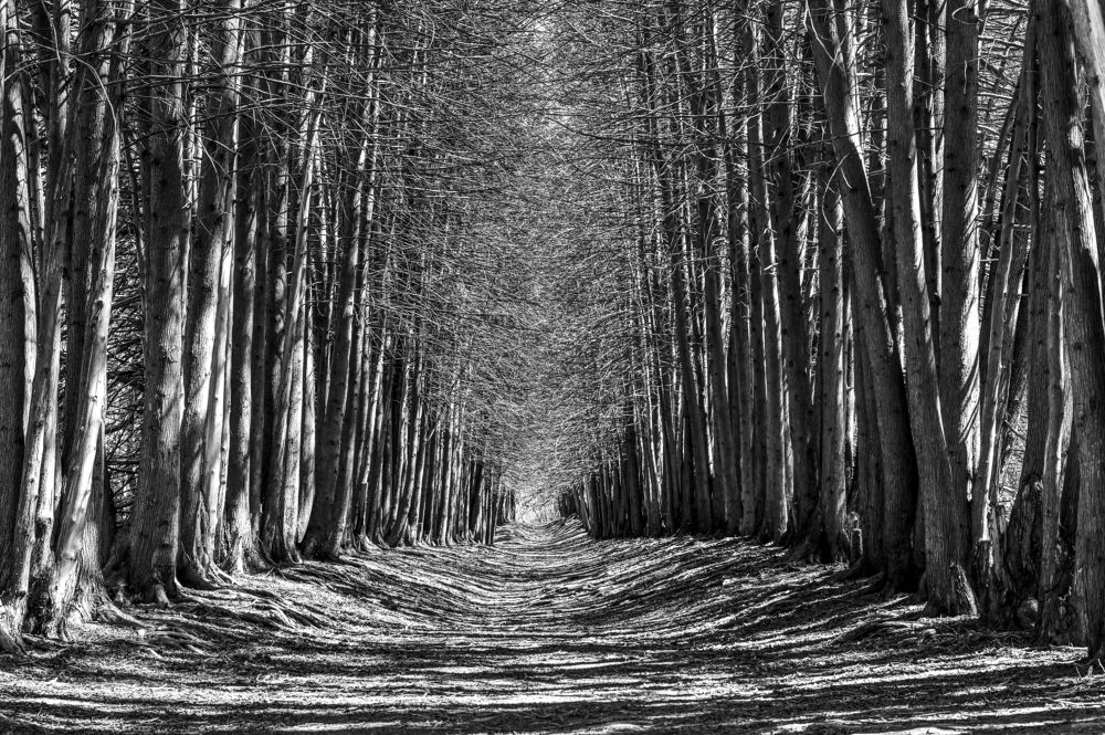 Фотография автора Михаил Пшеннов