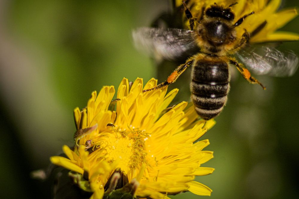 Photograph by hobbit