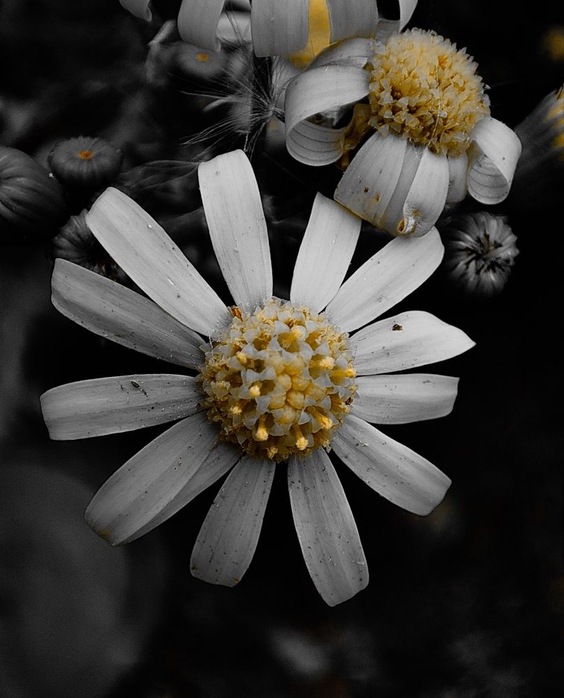 Фотография автора payman Mollaie