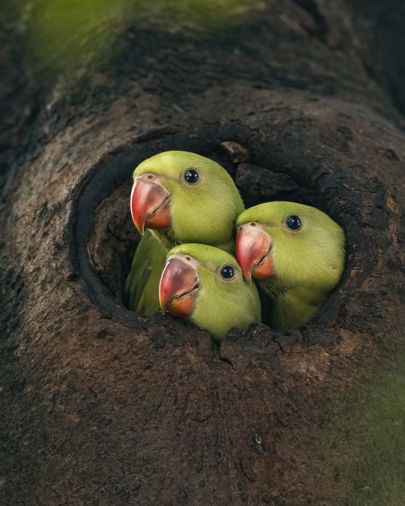 Rose-ringed Parakeet Babies