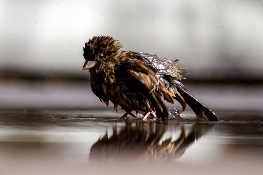 Photograph by DAN CIUPUREANU