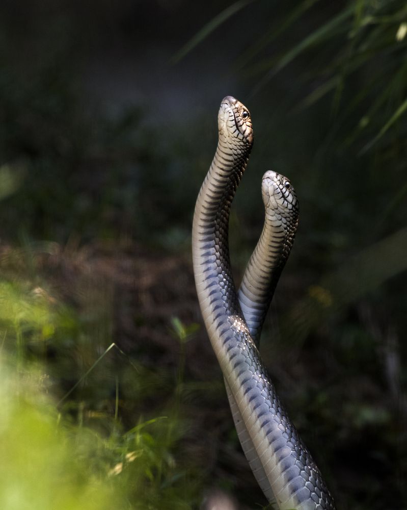 Rat Snake Fight