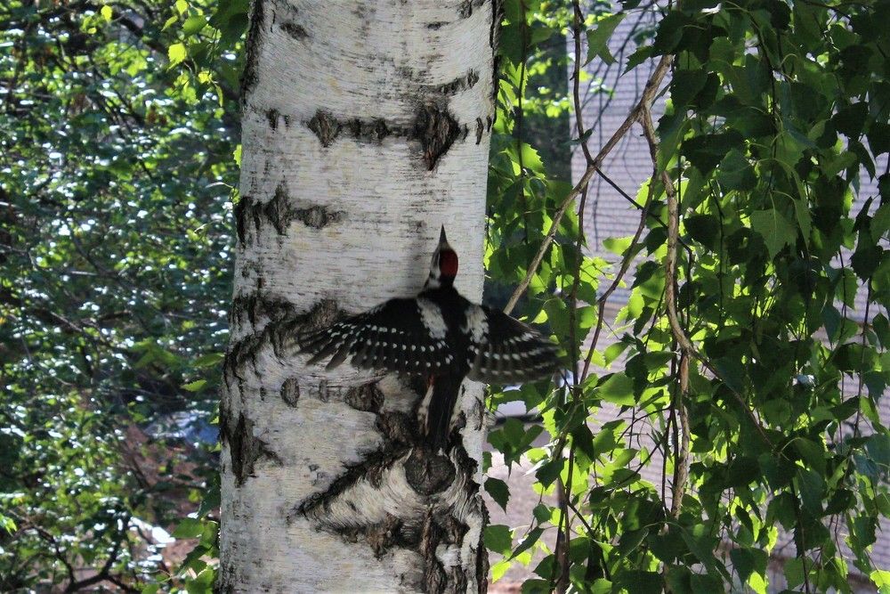 Городской дятел