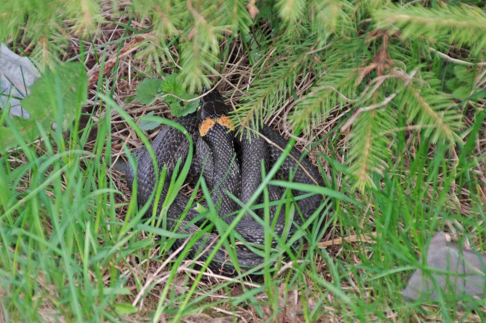 Photograph by Елена Щитова