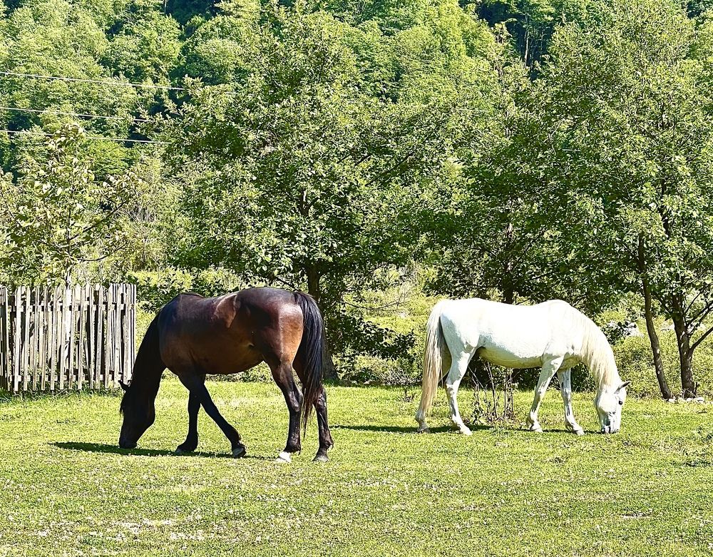 Photograph by Елена Мизина