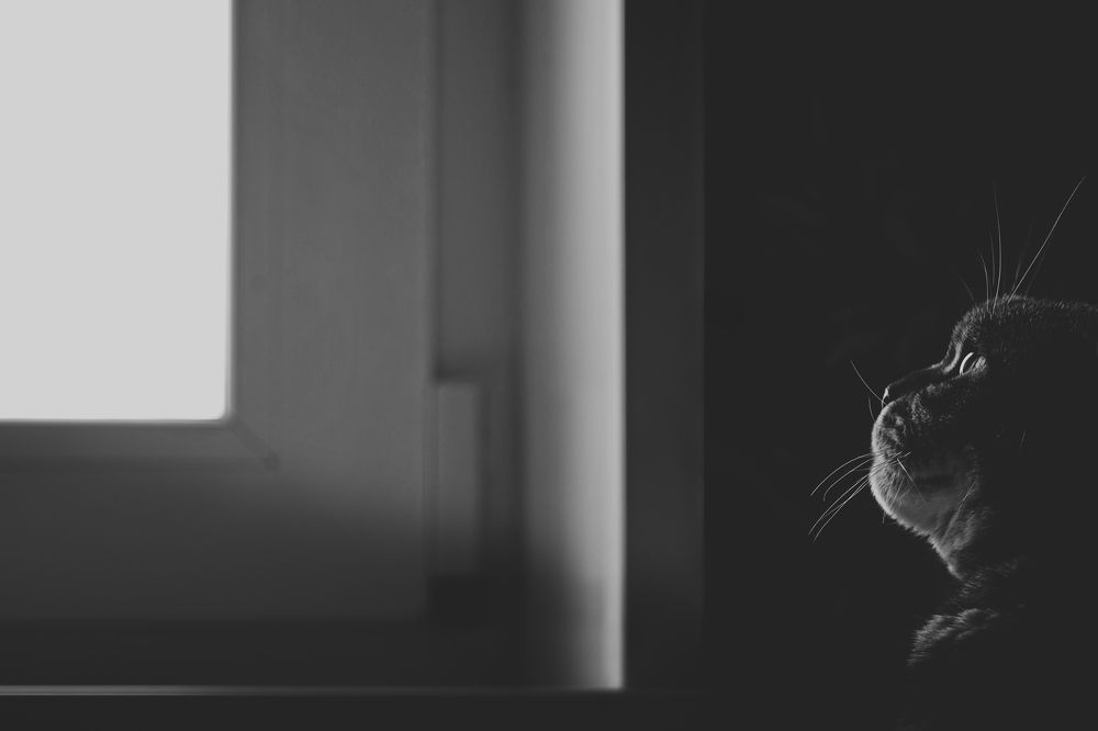 «Мечтатель»