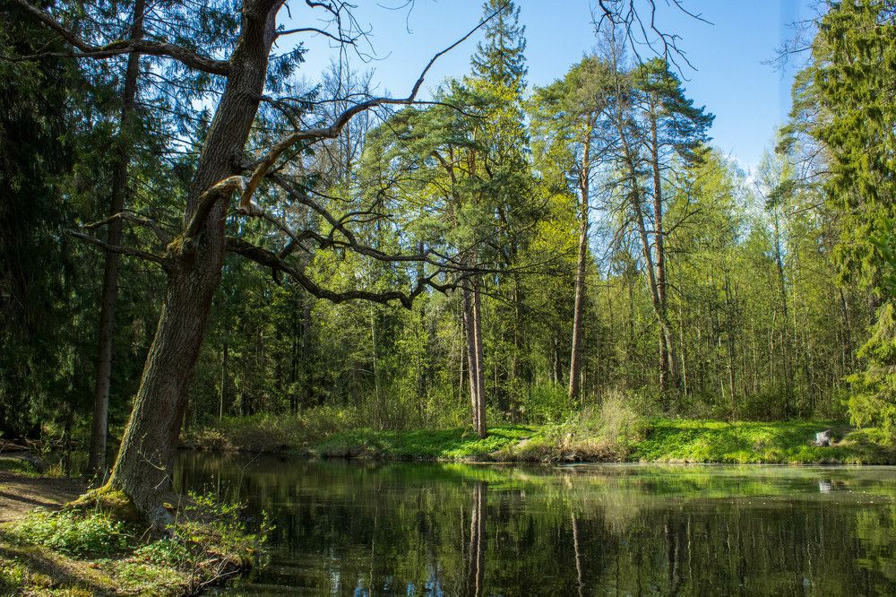 Летний день в старом парке