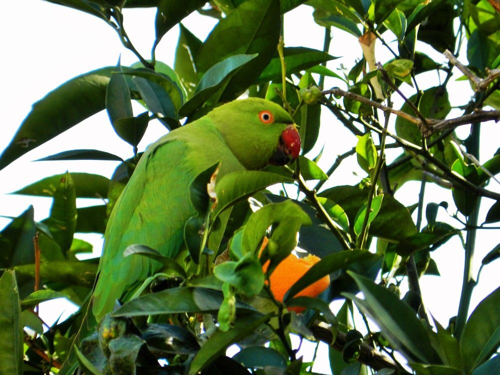 Городской попугай на завтраке