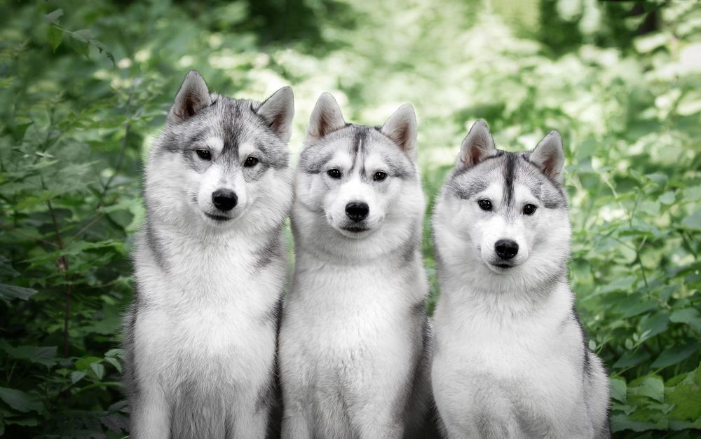 Photograph by Юлия Вербицкая