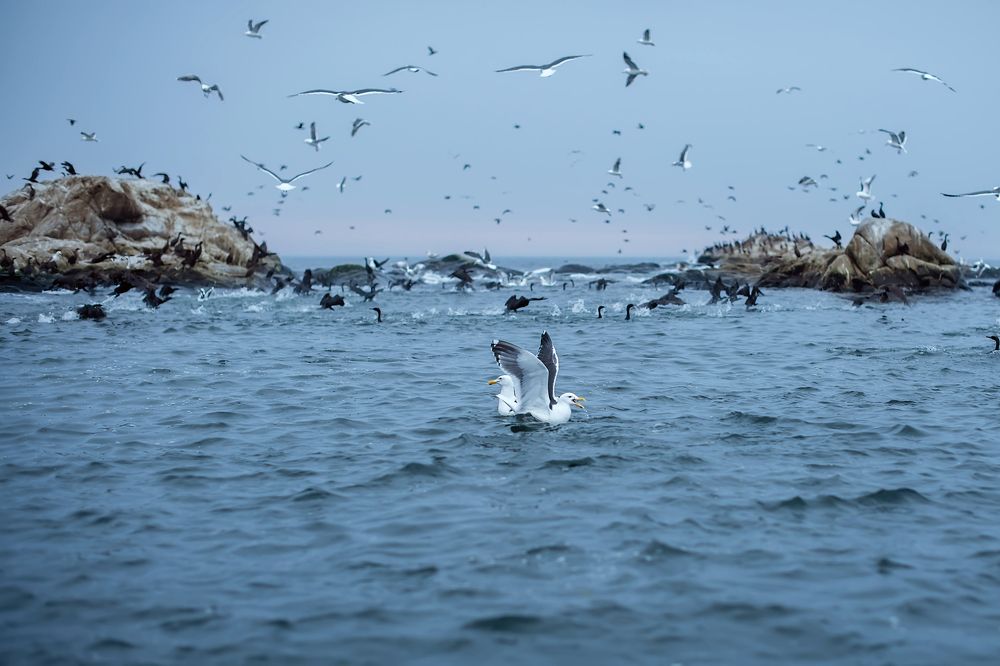 Photograph by Алёна Николаева