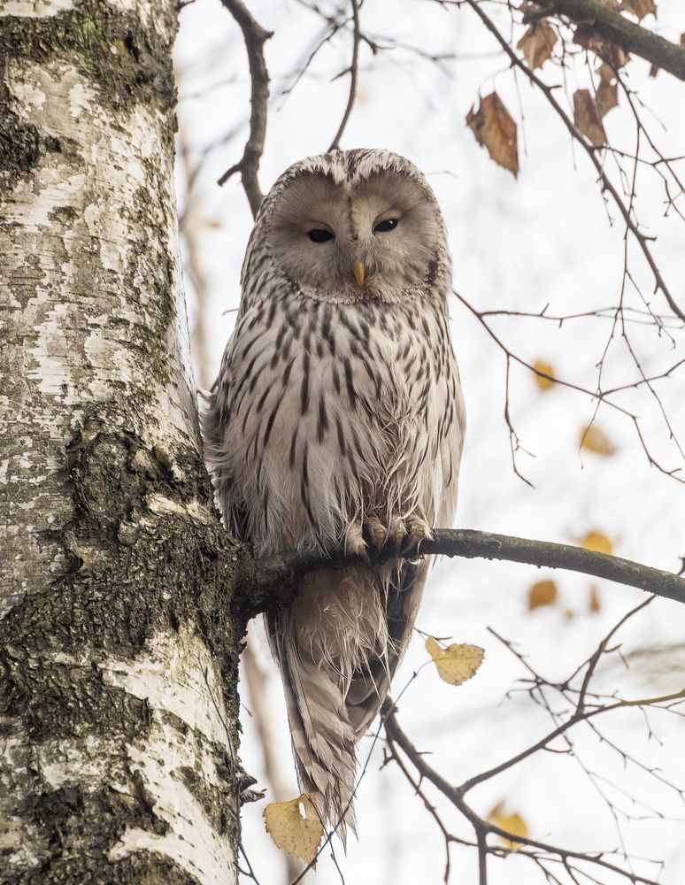 Photograph by Ольга Левакова