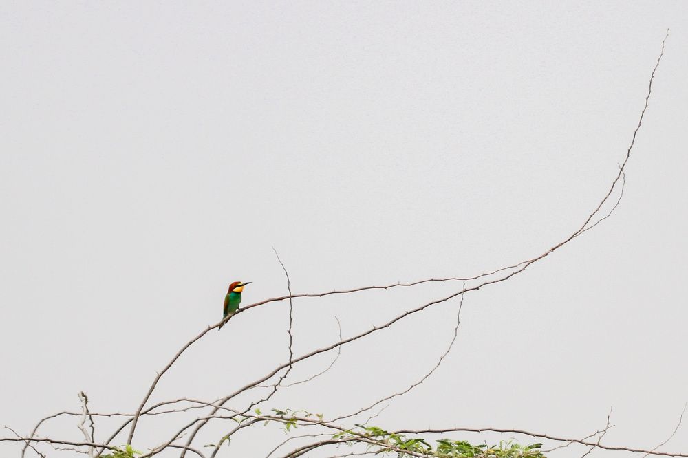 Photograph by Tina Ranjbar