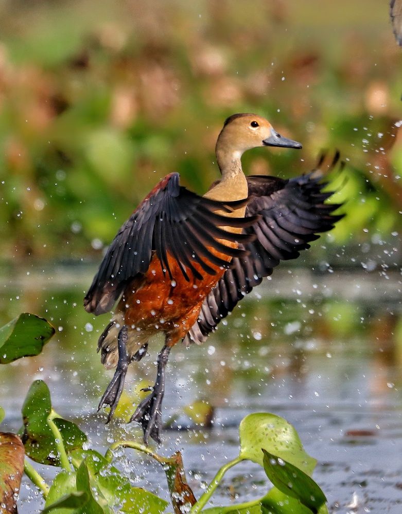 Photograph by RITUPARNA THAKUR