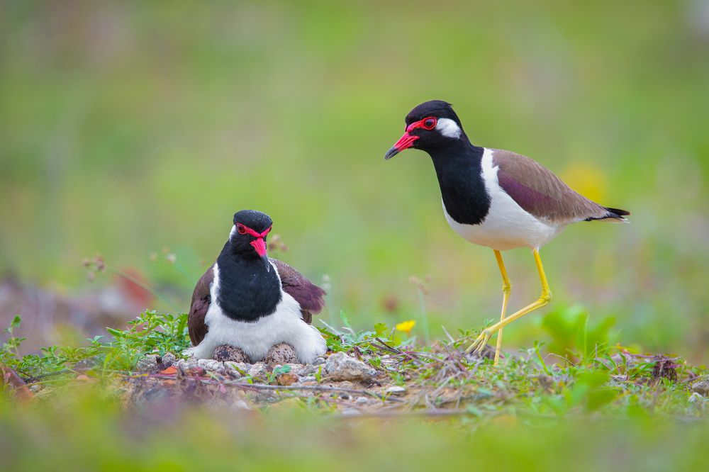 Photograph by Rin Võ