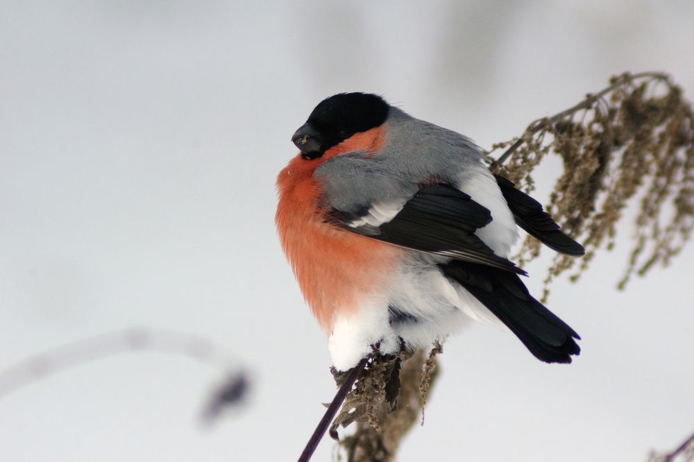 Photograph by Виктор Бурмистров