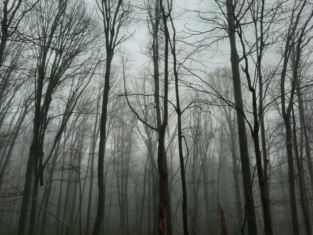 Photograph by Степан Тихон