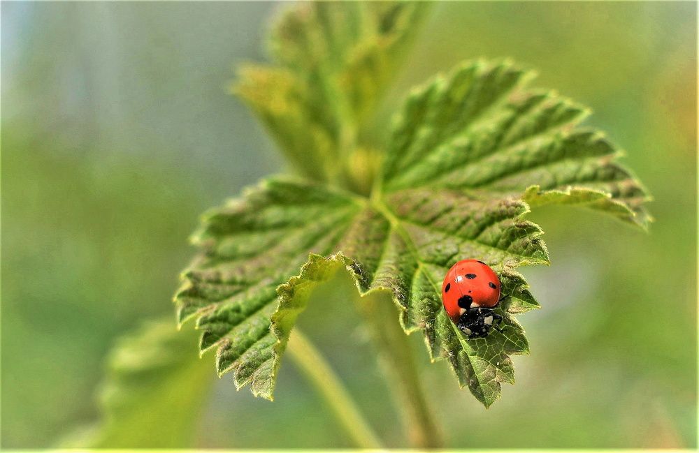 Photograph by Алексей Сиваков