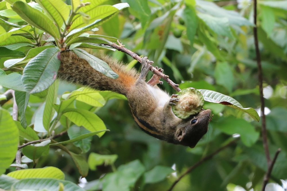 Squirrel eating guava