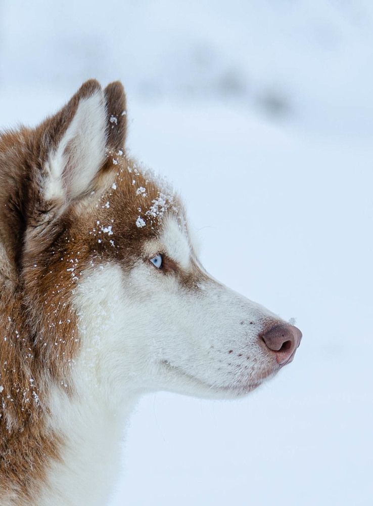 Photograph by Олег Смирнов