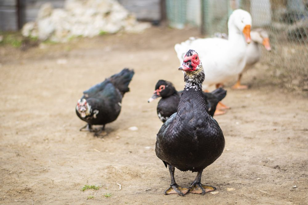 Photograph by Ирина Соколова