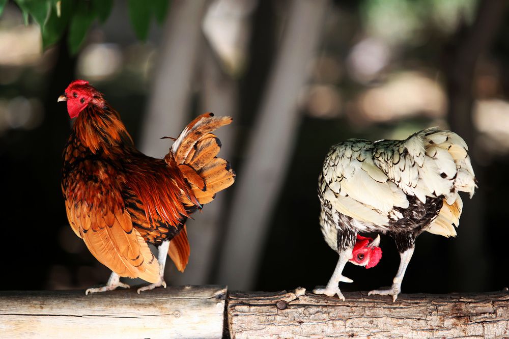 Photograph by mehdi karimi souderjani