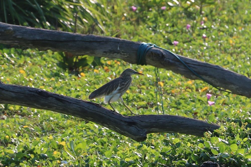 Photograph by Dimuth De Zoysa