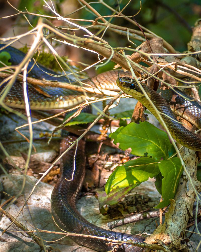 Фотография автора NECMETTİN SOBUTAY