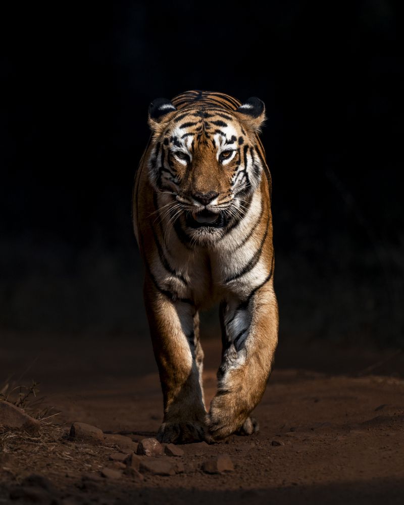 Emerging from the darkness