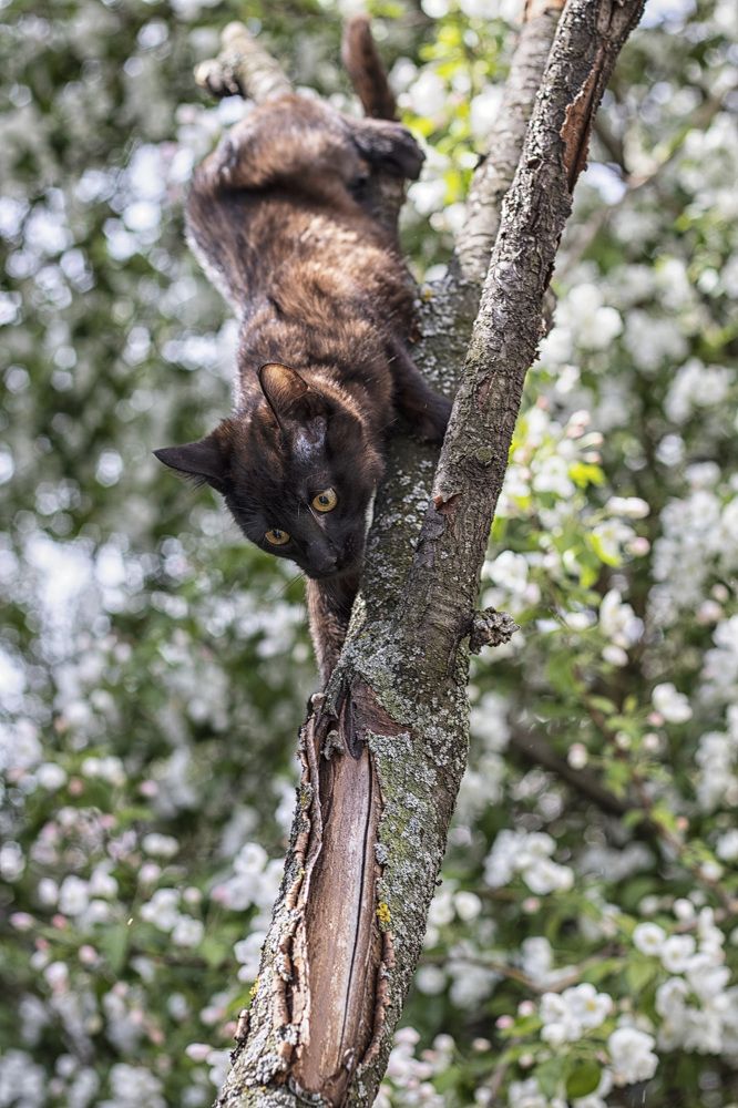 Фотография автора Веста Ягужинская