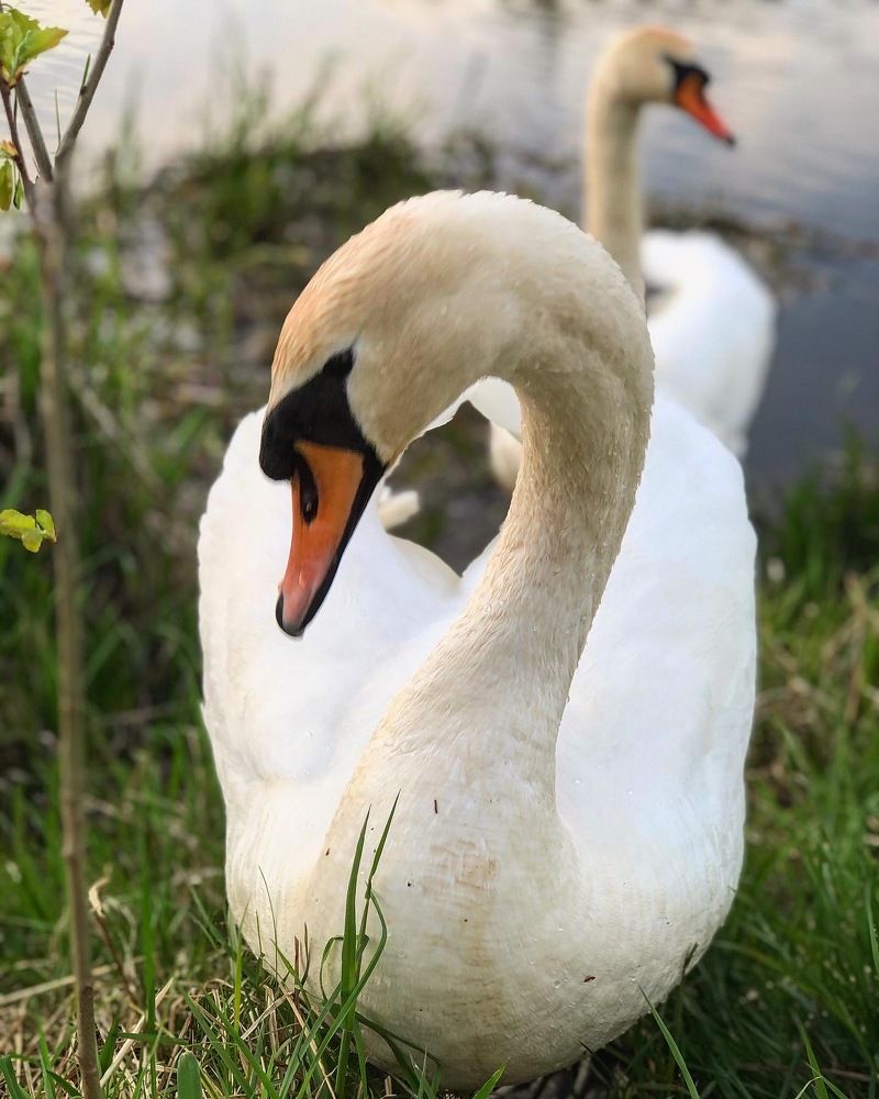 Photograph by Лариса Акинчиц