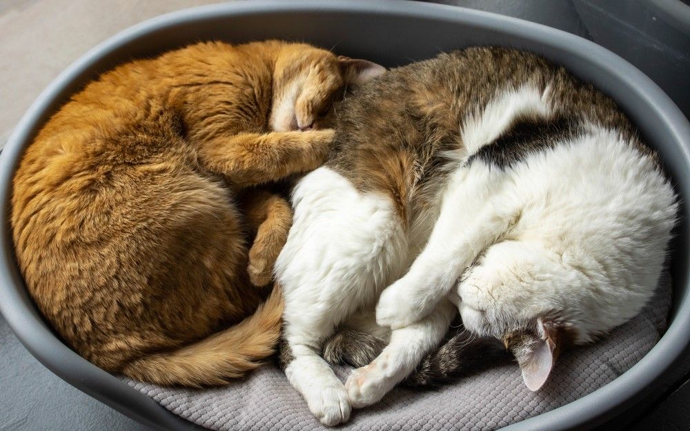 Спящие кошки