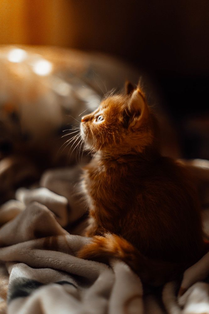 Photograph by Чистякова Анжелика