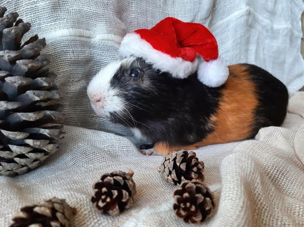 Морская свинка