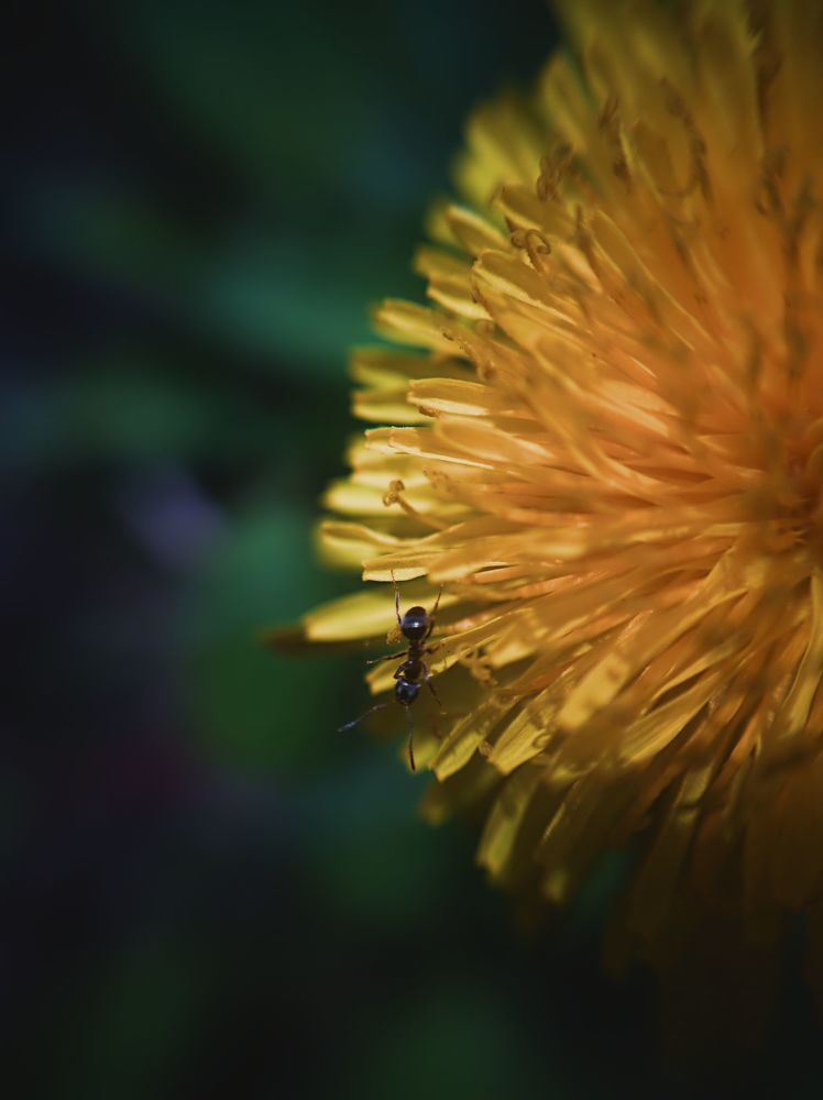 Photograph by Усевалад Куліш