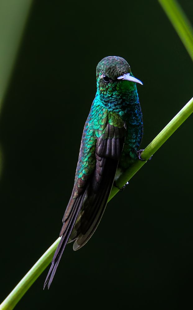 Photograph by Frank Cobo.blanco