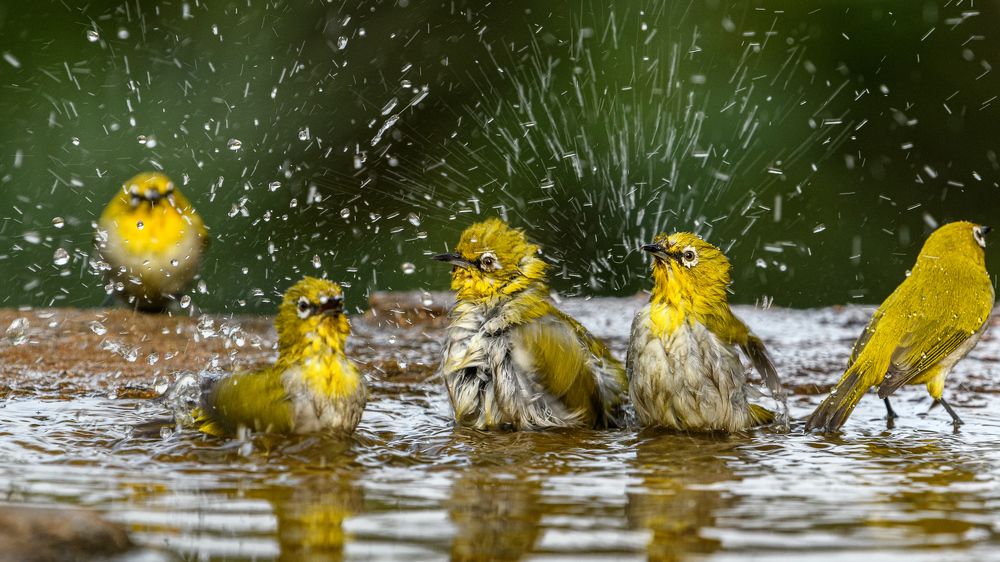 Photograph by Basavaraj M