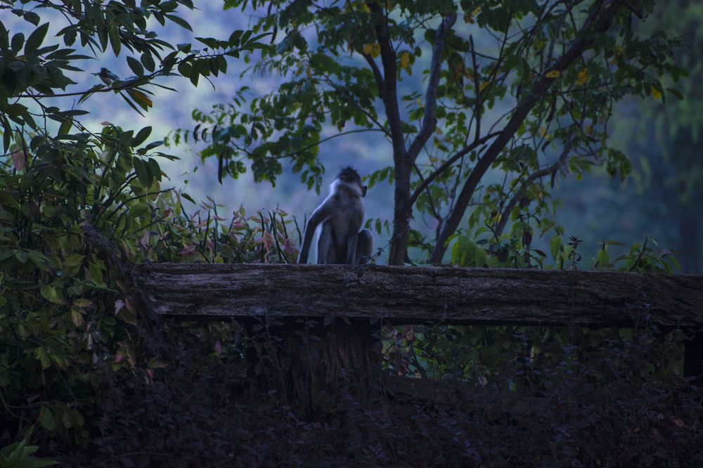 Photograph by Dhaval Solanki