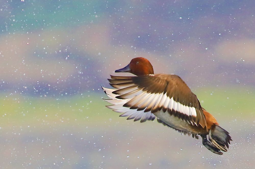 Photograph by Navojit Saha