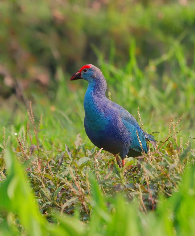 Photograph by RITUPARNA THAKUR