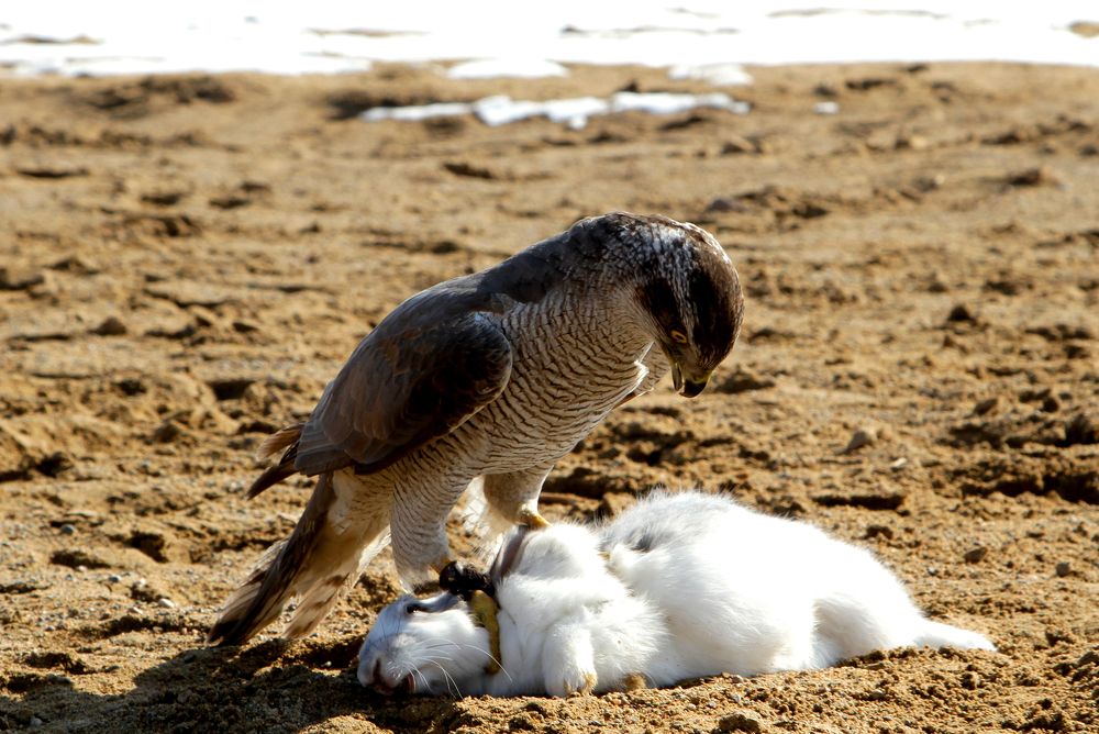 Photograph by Алтынбек Қартабай