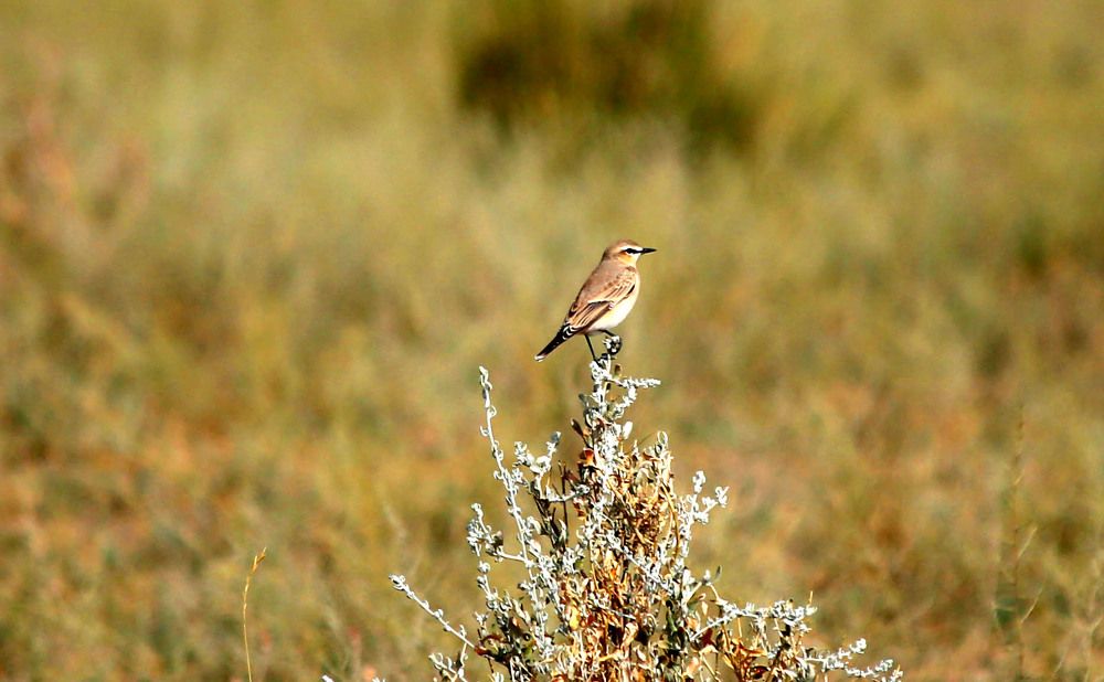 Photograph by Алтынбек Қартабай