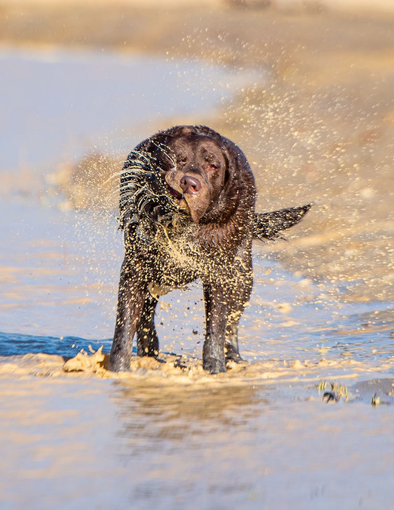 "Грязевые ванны на прогулке"