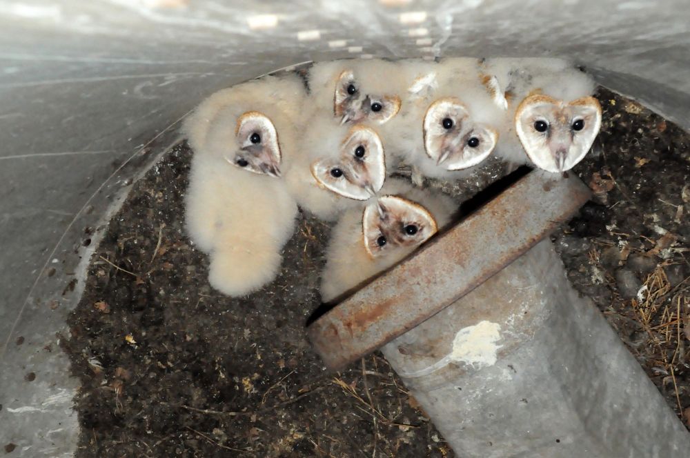 Lechuzas de Campanario
