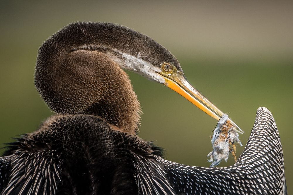 Photograph by Gimantha Perera