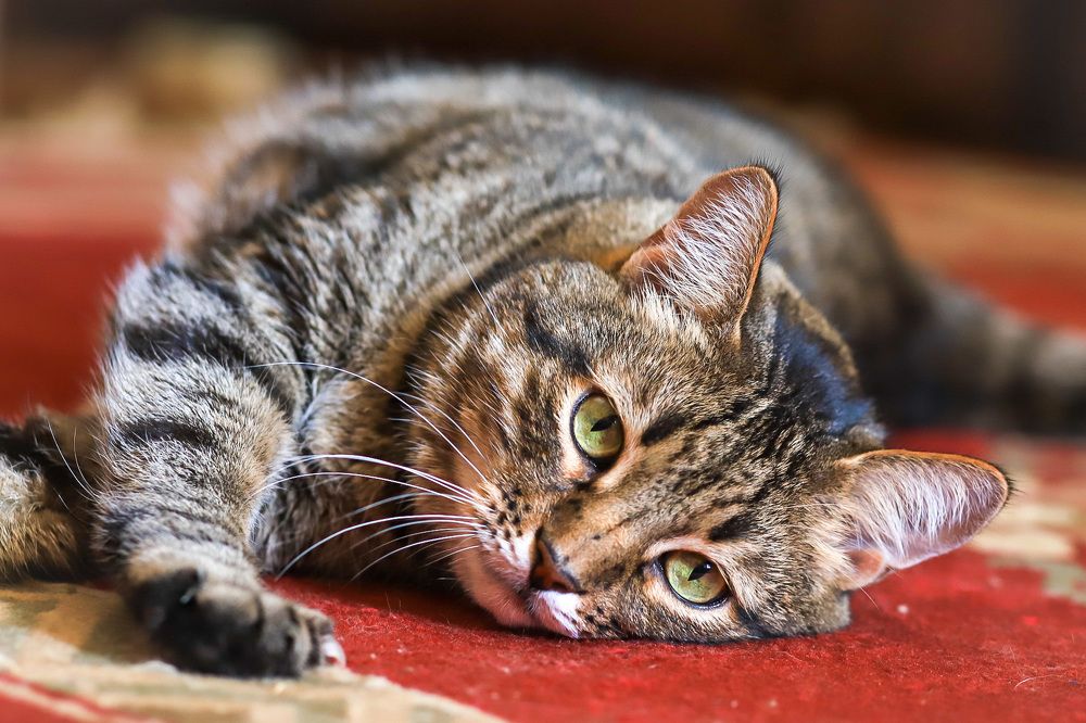 Photograph by Елена Лотник