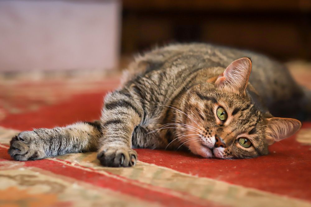 Photograph by Елена Лотник