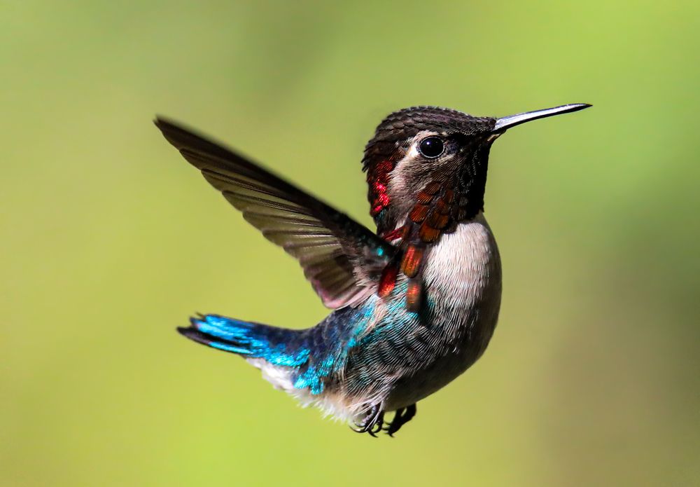 Photograph by Frank Cobo.blanco