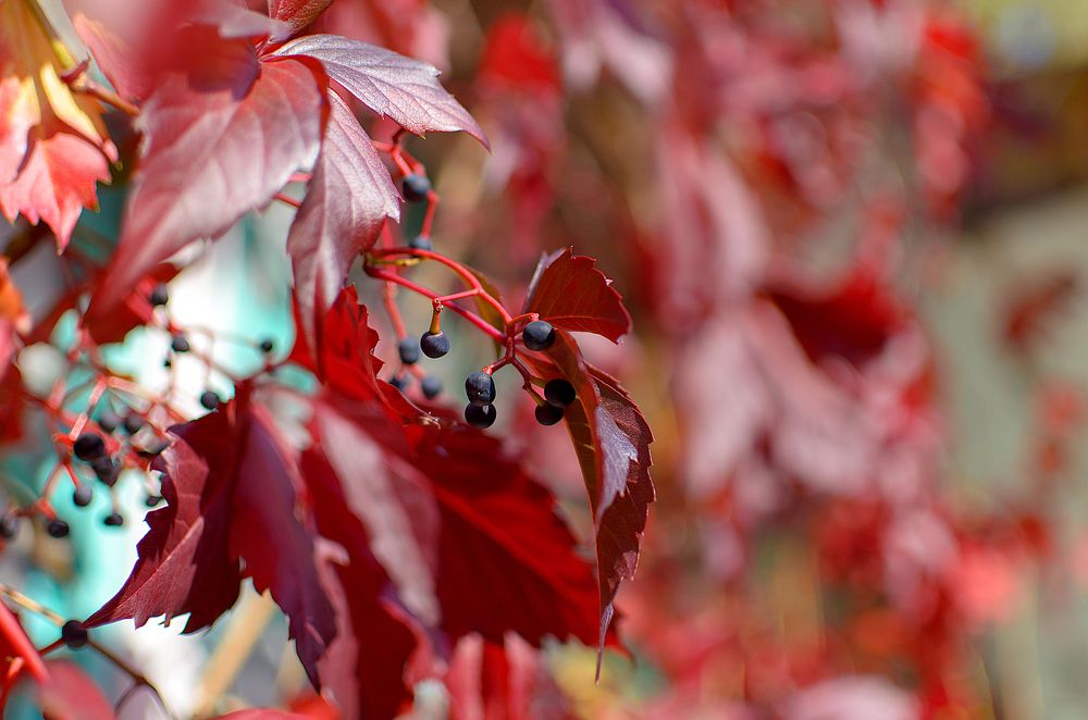 Photograph by Карина Полякова