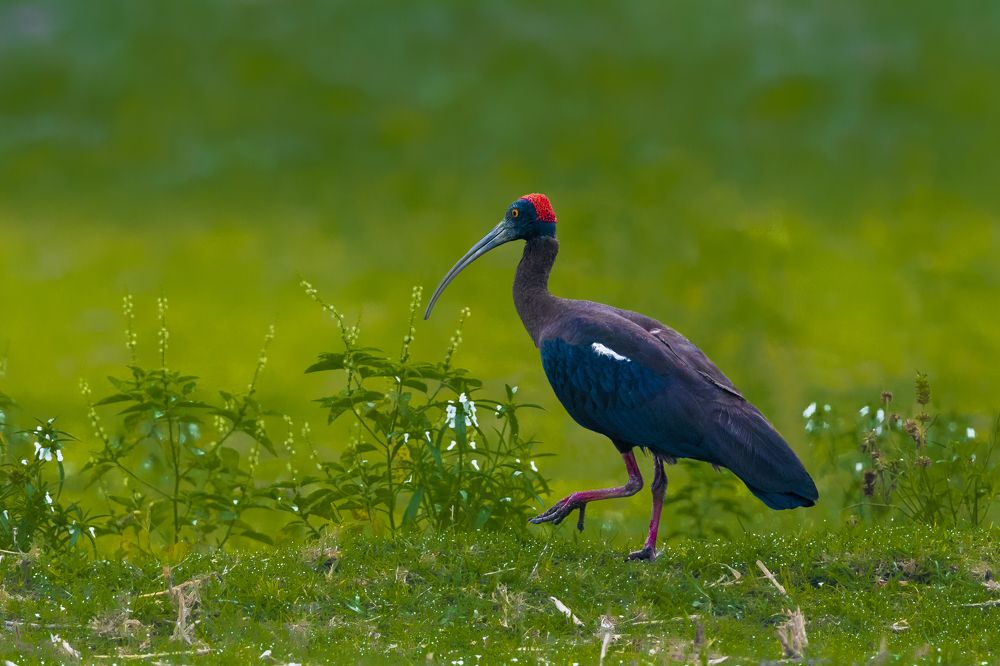 Photograph by Mousam Ray